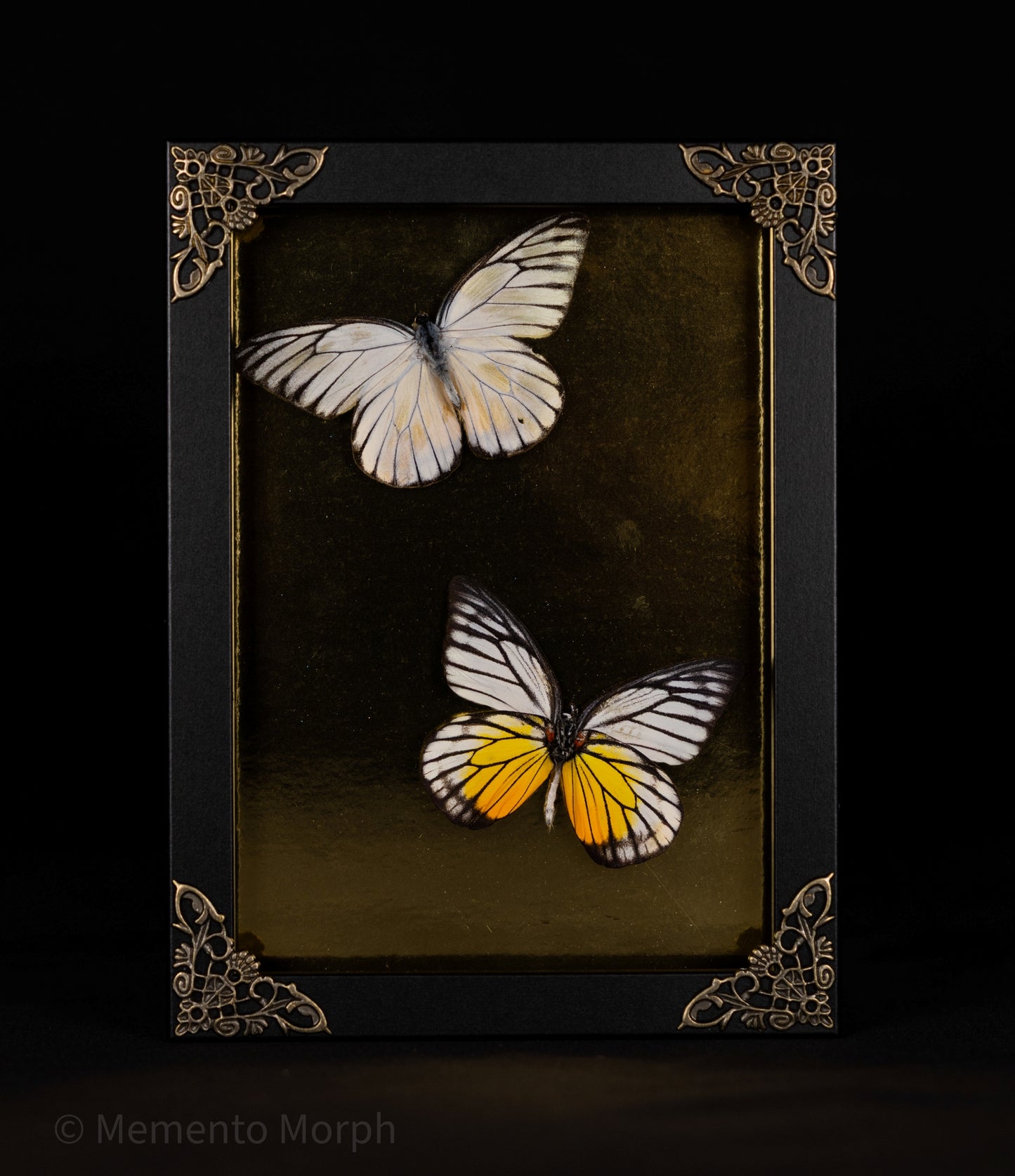 Framed Prioneris Clemanthe with Gold Background