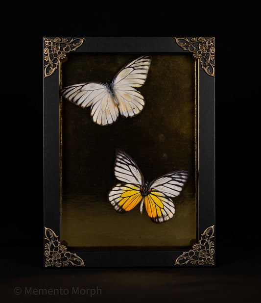 Framed Prioneris Clemanthe with Gold Background