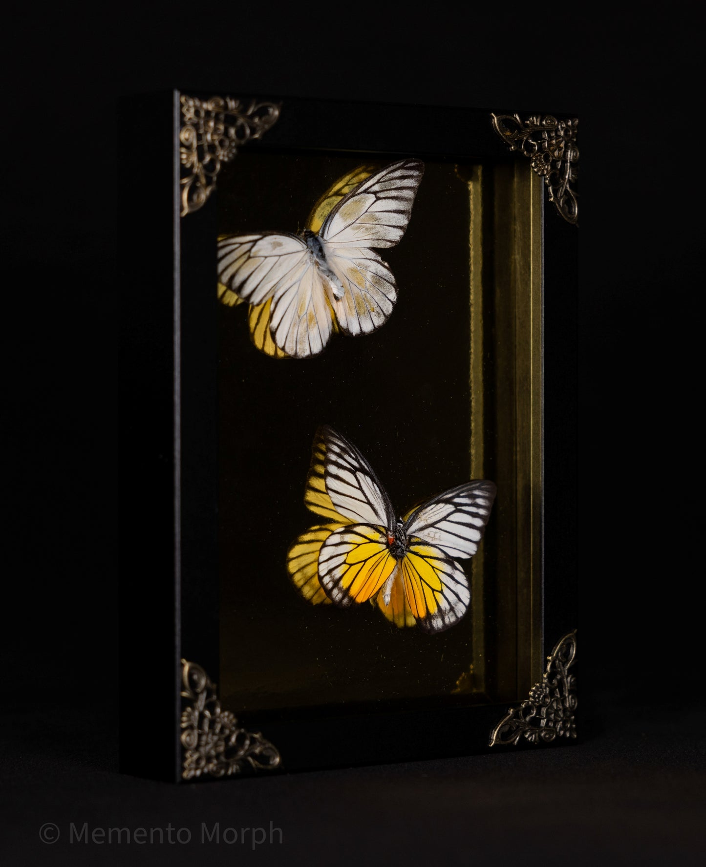 Framed Prioneris Clemanthe with Gold Background