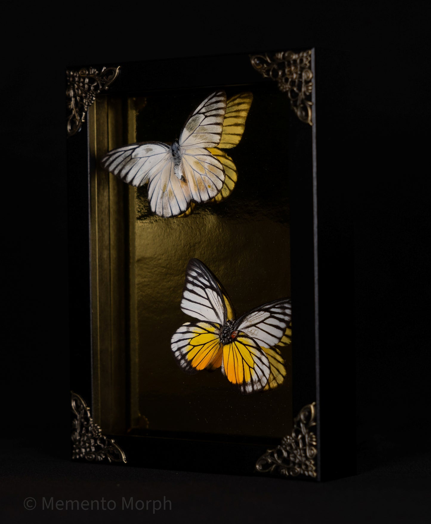 Framed Prioneris Clemanthe with Gold Background