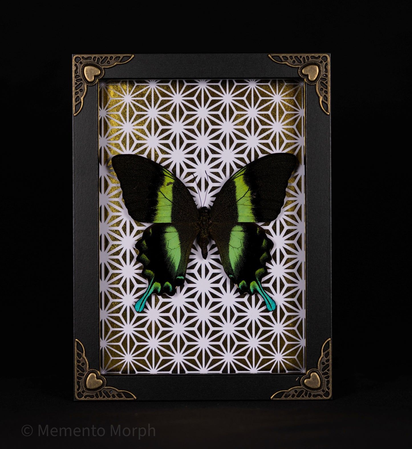 Framed Papilio Blumei with Gold Pattern Background