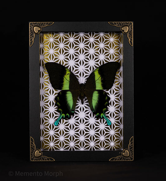 Framed Papilio Blumei with Gold Pattern Background