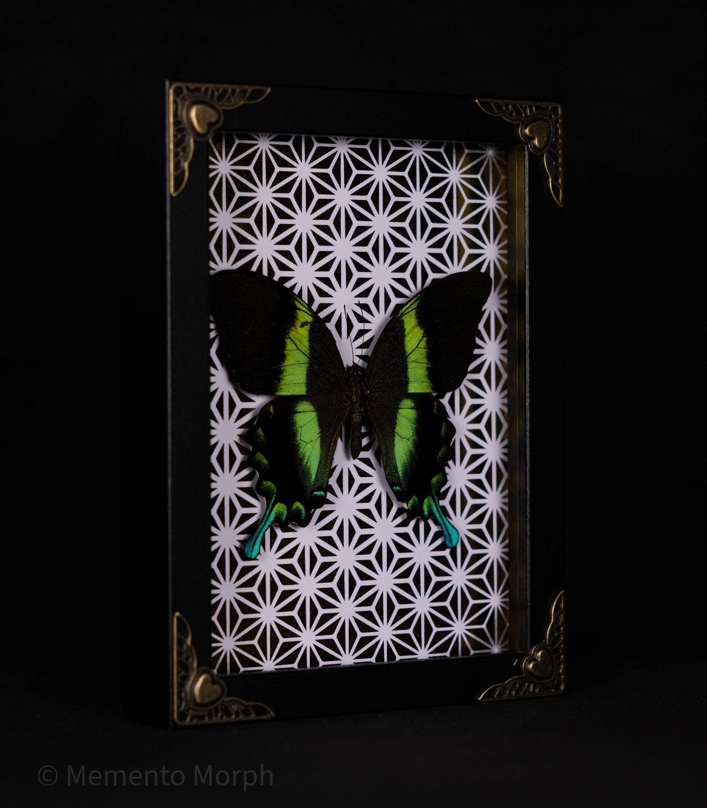 Framed Papilio Blumei with Gold Pattern Background