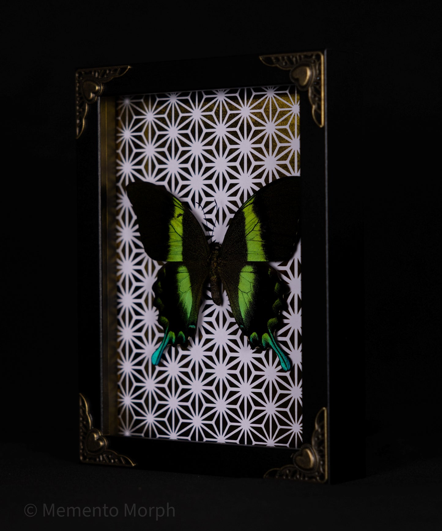 Framed Papilio Blumei with Gold Pattern Background