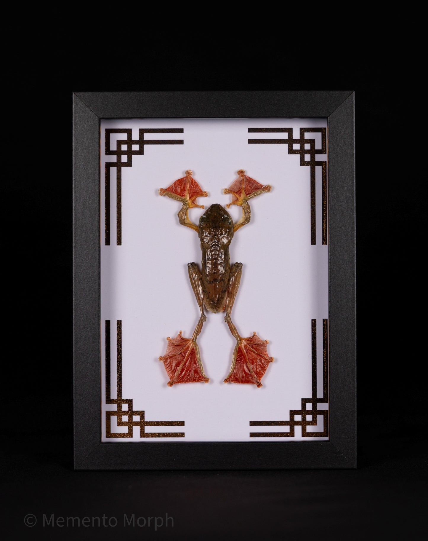 Framed Rhacophorus Pardalis with Copper Japanese Ornamental Background