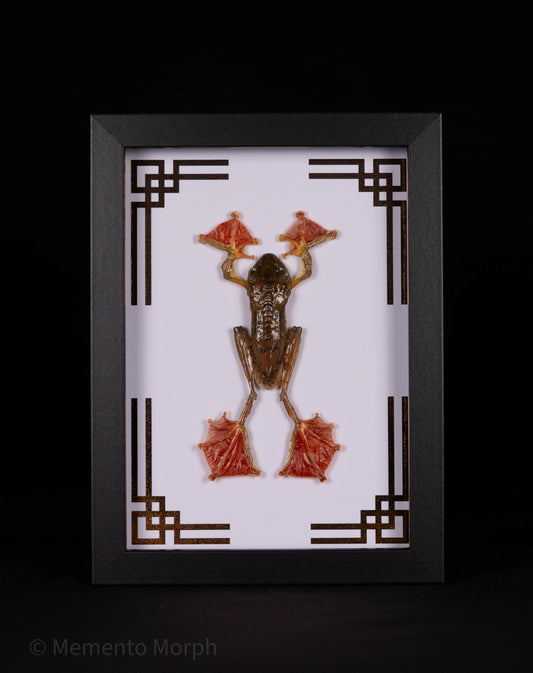 Framed Rhacophorus Pardalis with Copper Japanese Ornamental Background