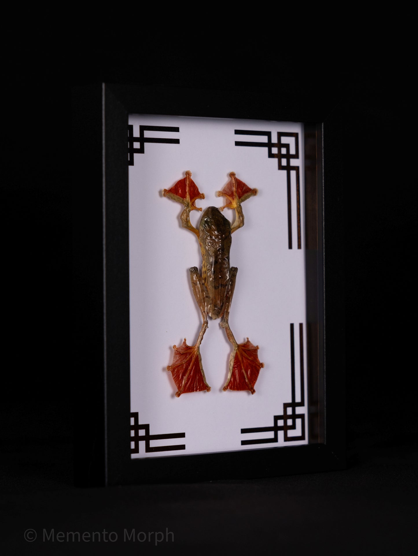 Framed Rhacophorus Pardalis with Copper Japanese Ornamental Background