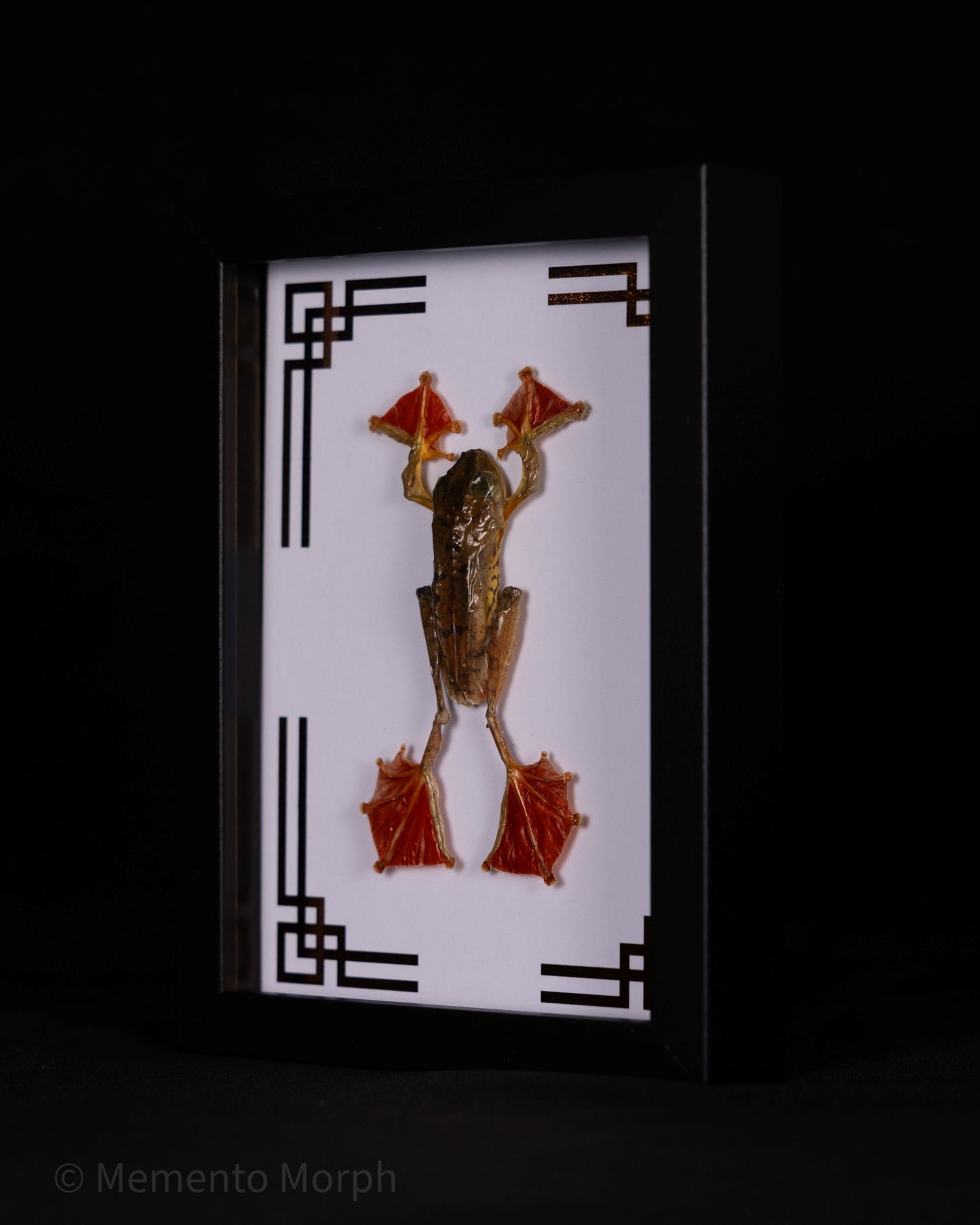 Framed Rhacophorus Pardalis with Copper Japanese Ornamental Background