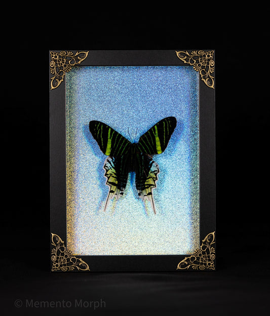 Framed Urania Leilus Moth with Holographic Background
