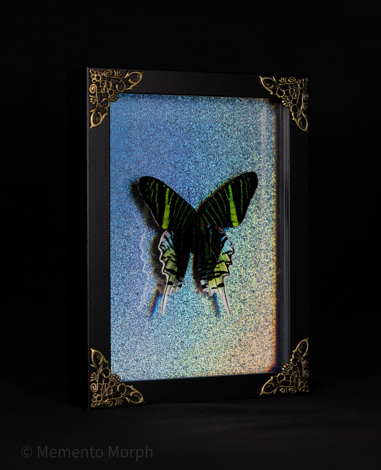 Framed Urania Leilus Moth with Holographic Background