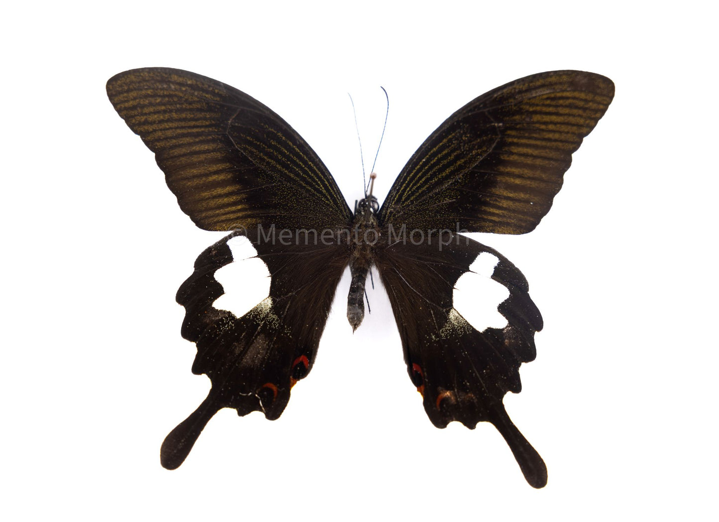 Papilio Helenus (Folded Wings)