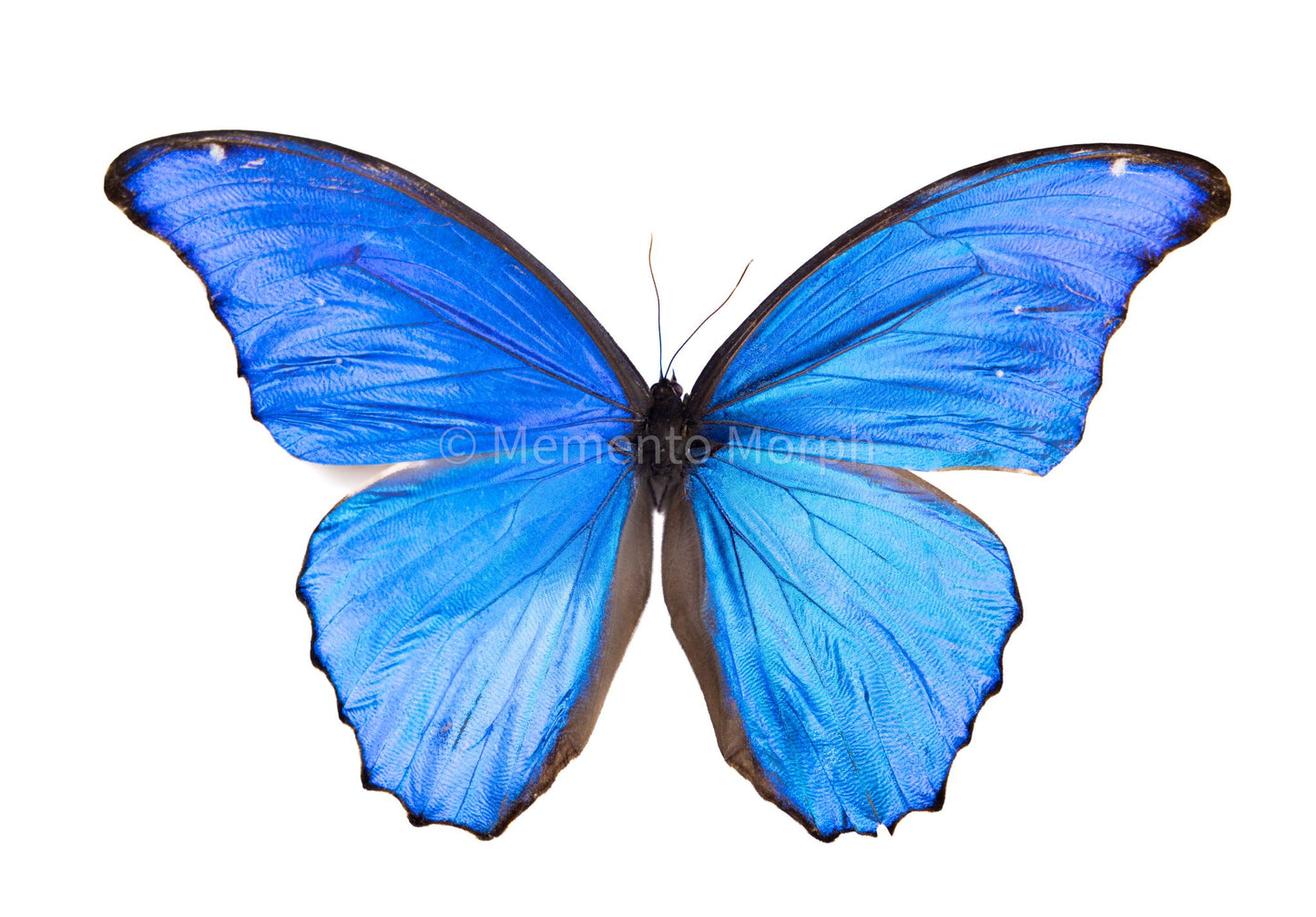 Morpho Didius (Folded Wings)