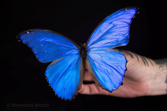 Morpho Didius (Folded Wings)