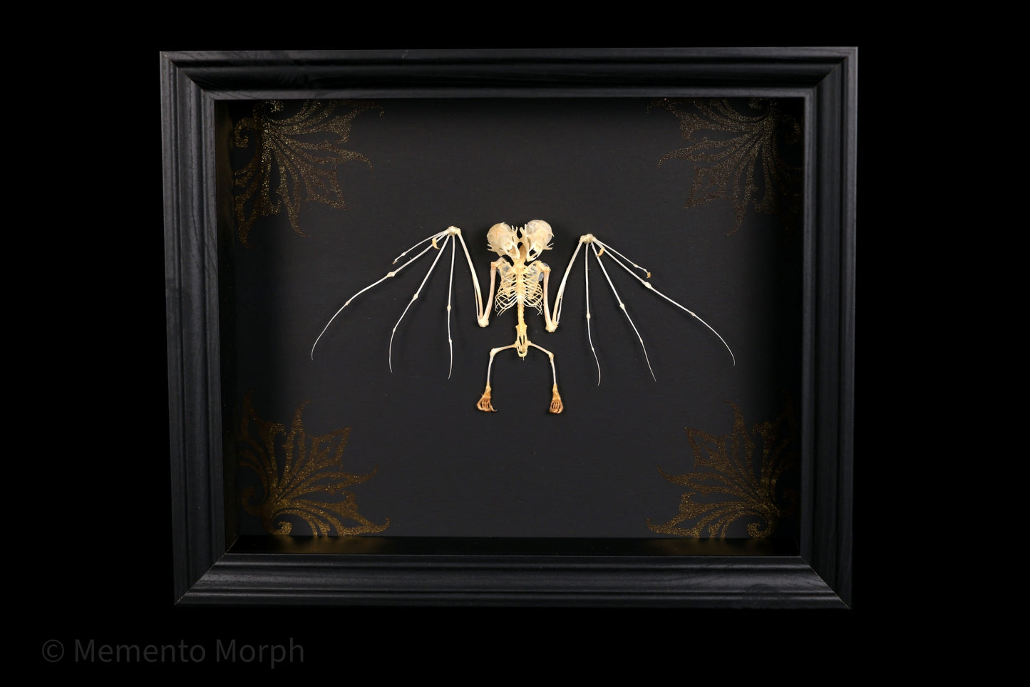 Framed Macroglossus Minimus skeleton with Black background