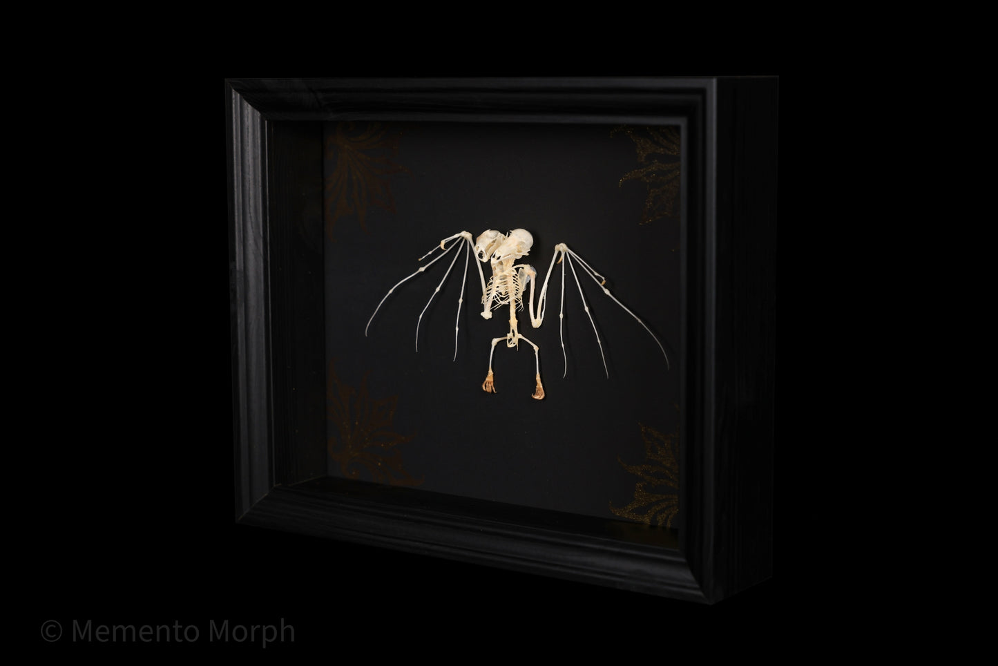 Framed Macroglossus Minimus skeleton with Black background
