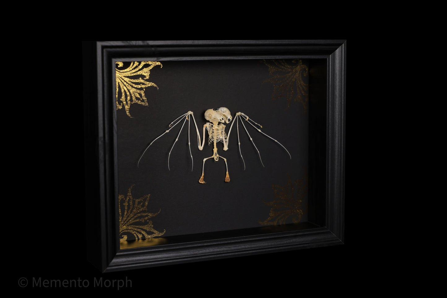 Framed Macroglossus Minimus skeleton with Black background