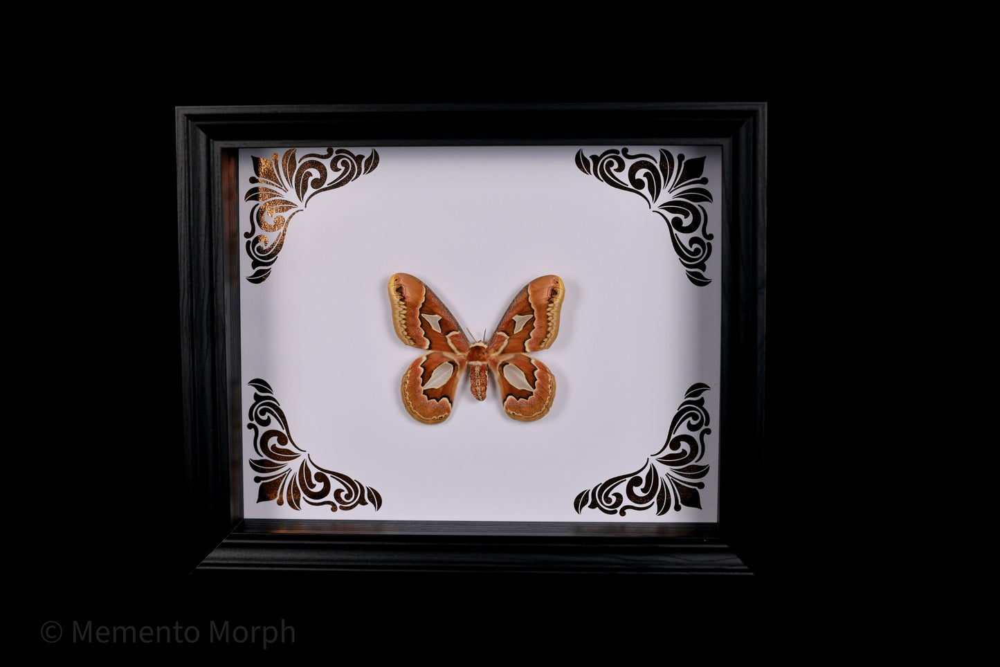 Framed Rothschildia moth with Copper Ornament Background
