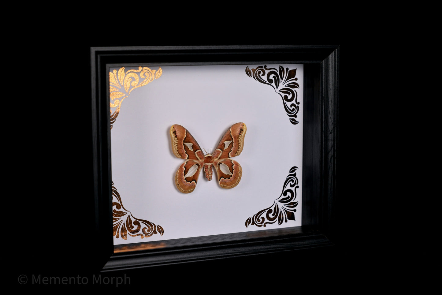 Framed Rothschildia moth with Copper Ornament Background