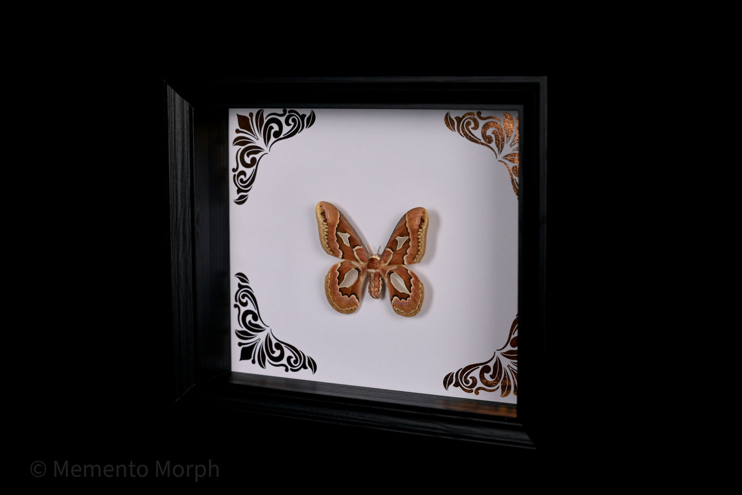 Framed Rothschildia moth with Copper Ornament Background