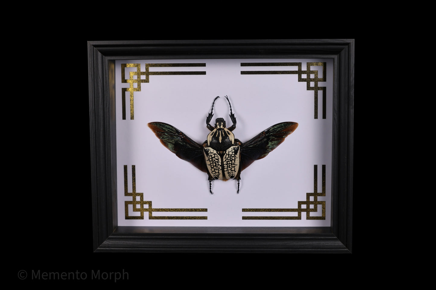 Framed Goliathus Goliathus with Gold Japanese Ornamental Background