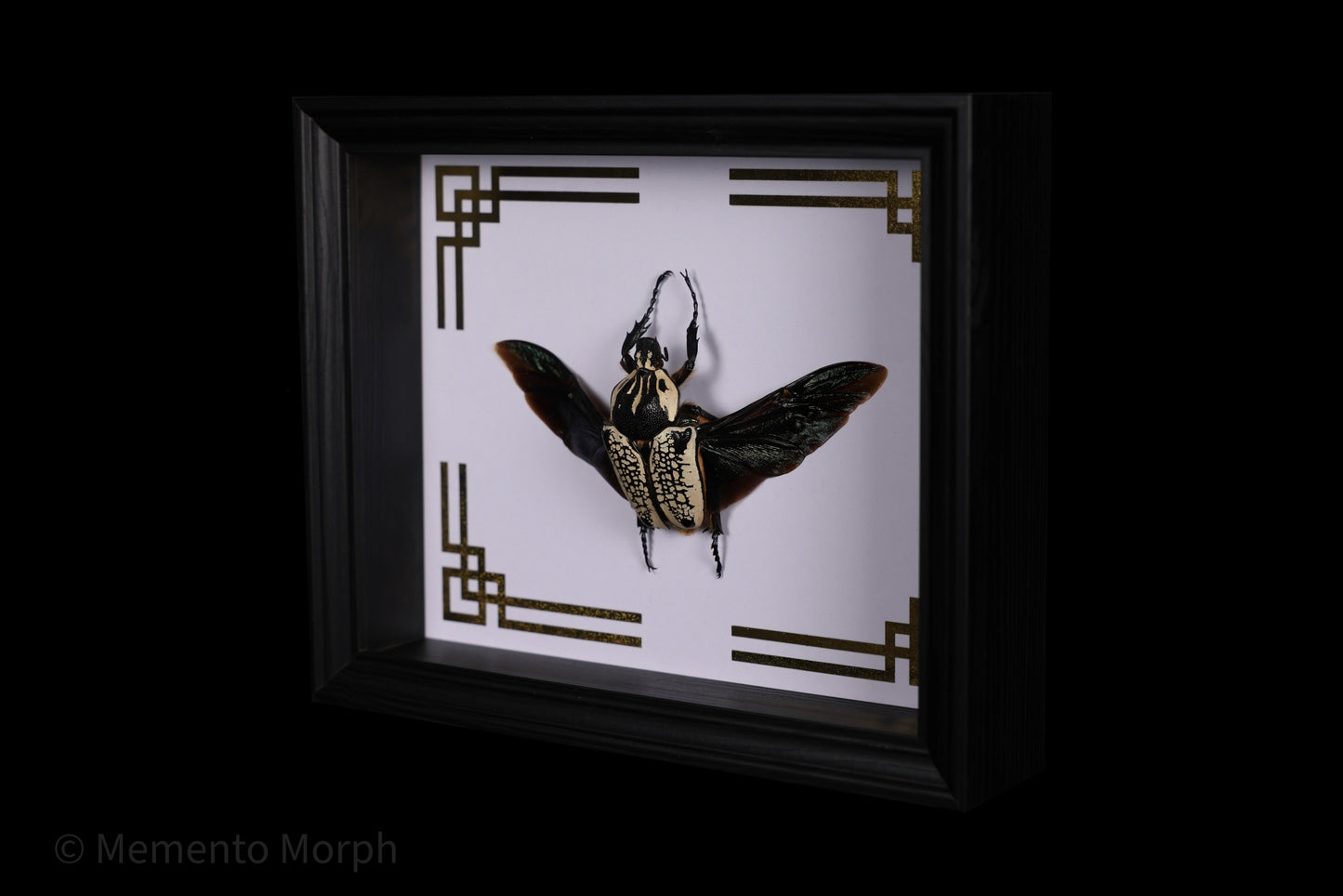 Framed Goliathus Goliathus with Gold Japanese Ornamental Background