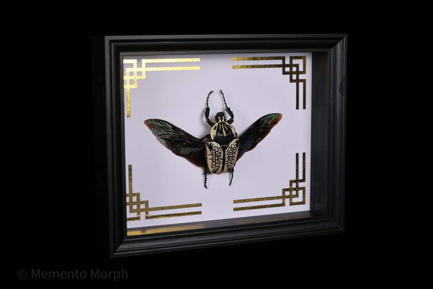 Framed Goliathus Goliathus with Gold Japanese Ornamental Background