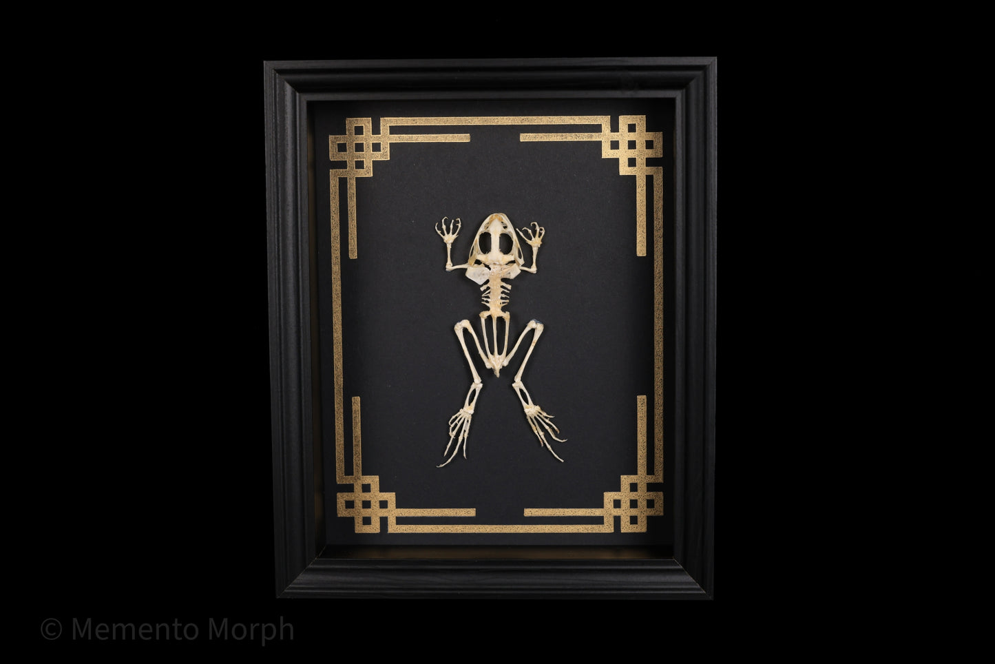 Framed Fejervarya Limnocharis Skeleton with Gold Japanese Ornamental Background