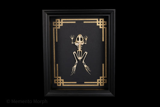 Framed Fejervarya Limnocharis Skeleton with Gold Japanese Ornamental Background