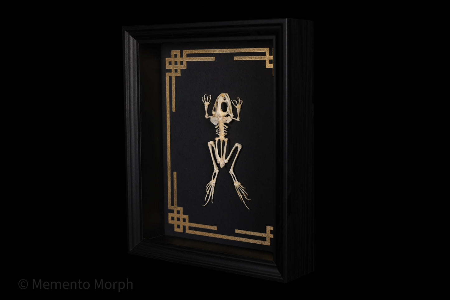 Framed Fejervarya Limnocharis Skeleton with Gold Japanese Ornamental Background