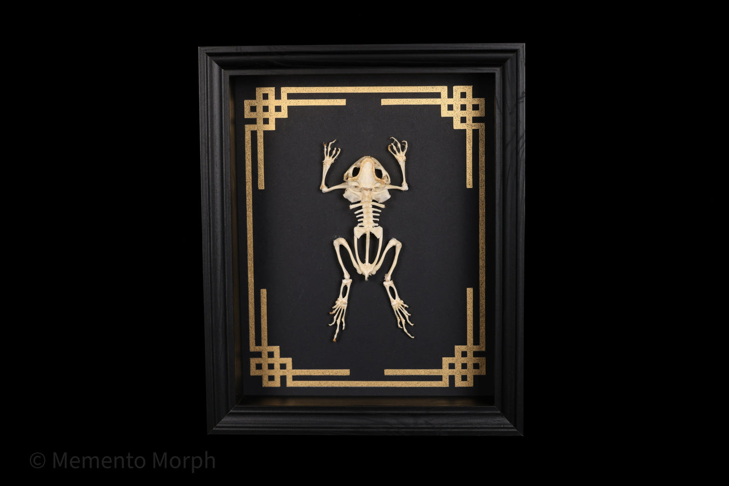 Framed Duttaphrynus Melanostictus Skeleton with Gold Japanese Ornamental Background