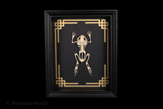 Framed Duttaphrynus Melanostictus Skeleton with Gold Japanese Ornamental Background