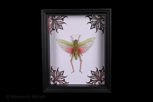 Framed Chondracris rosea with Pink Ornamental Background