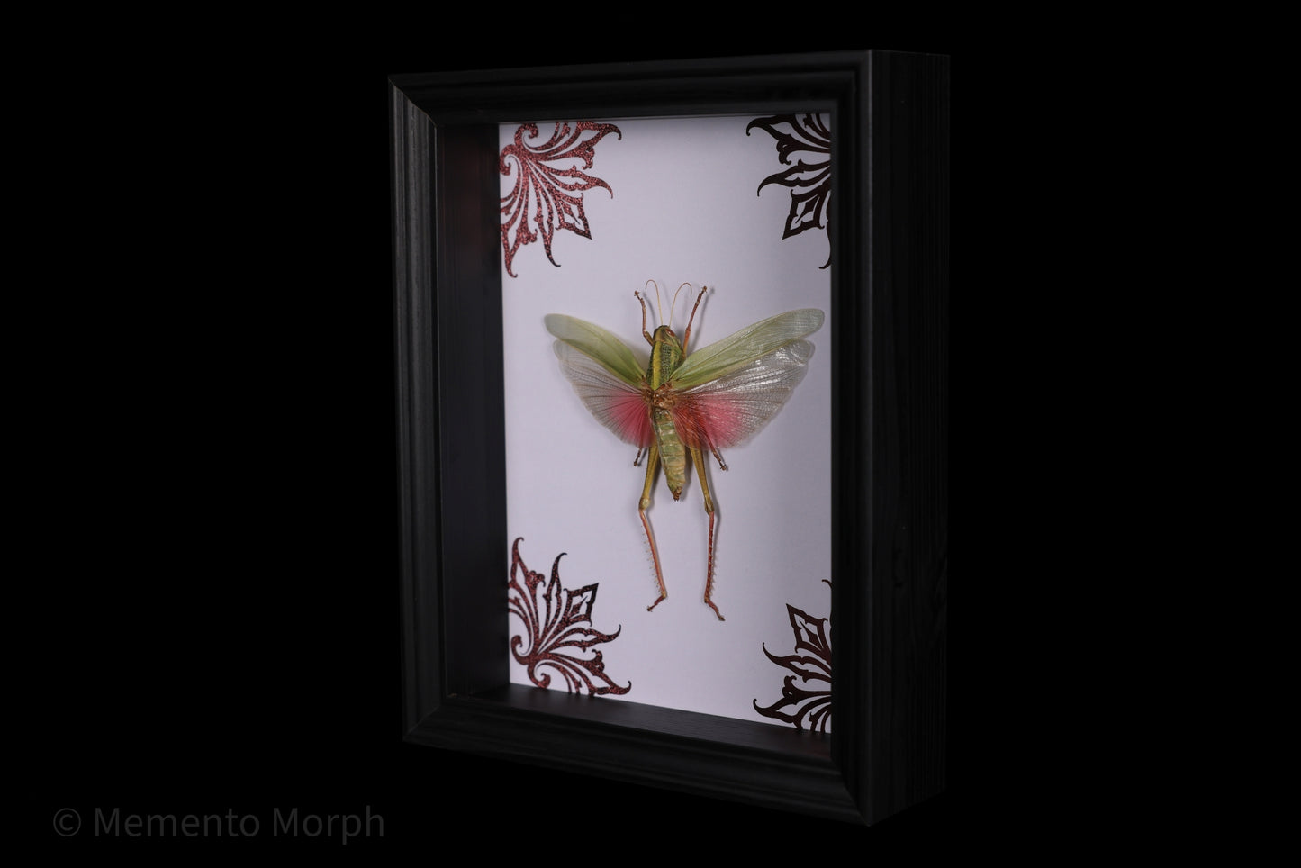 Framed Chondracris rosea with Pink Ornamental Background