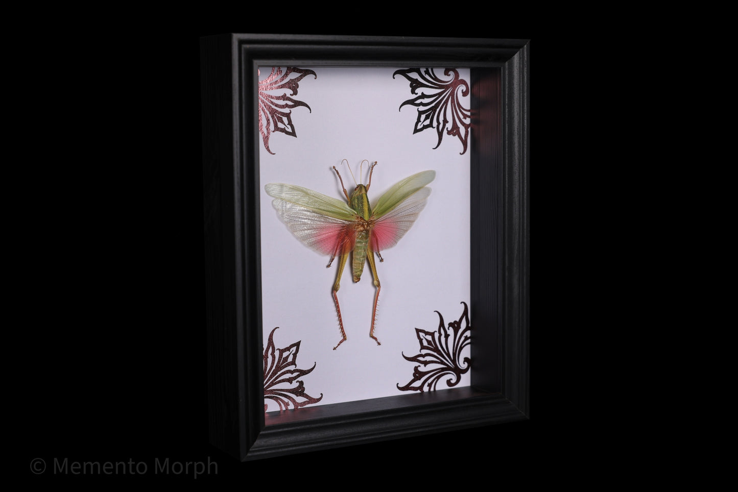 Framed Chondracris rosea with Pink Ornamental Background