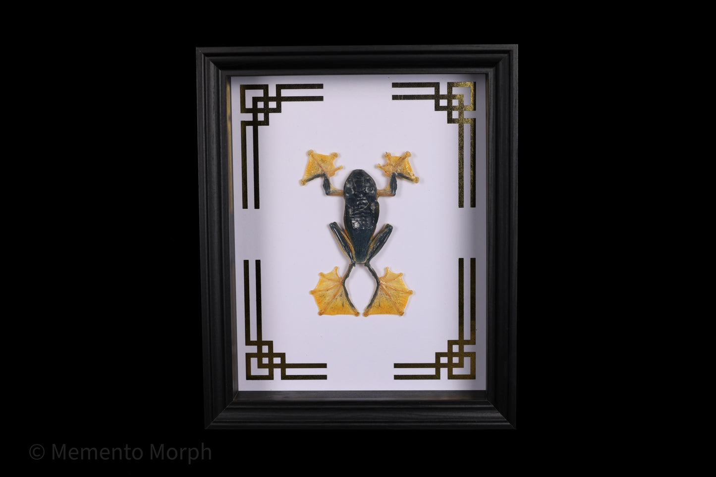 Framed Rhacophorus Reinwardtii with Gold Japanese Ornamental Background