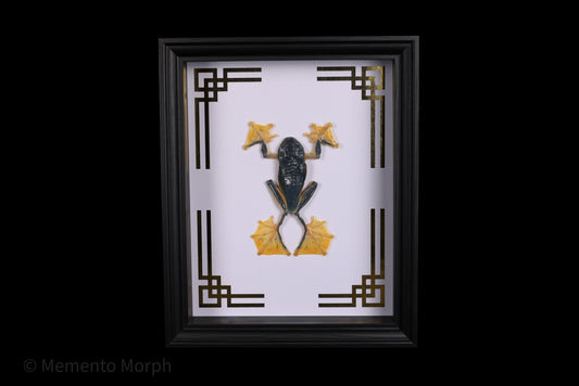 Framed Rhacophorus Reinwardtii with Gold Japanese Ornamental Background