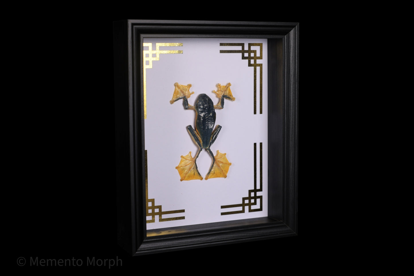 Framed Rhacophorus Reinwardtii with Gold Japanese Ornamental Background