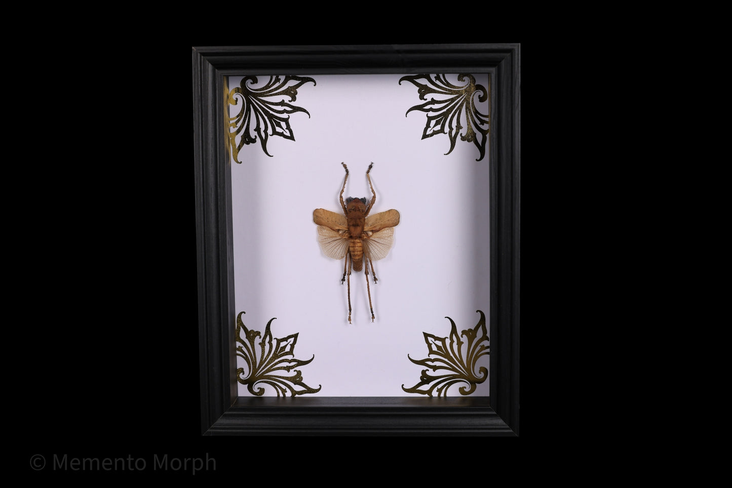 Framed Acridoxena Hewiana with Gold Ornamental Background