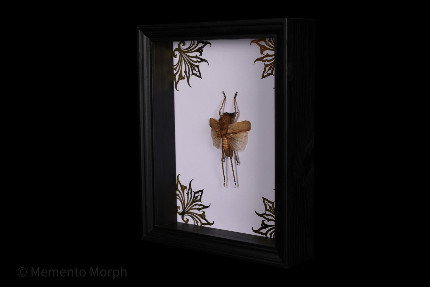 Framed Acridoxena Hewiana with Gold Ornamental Background