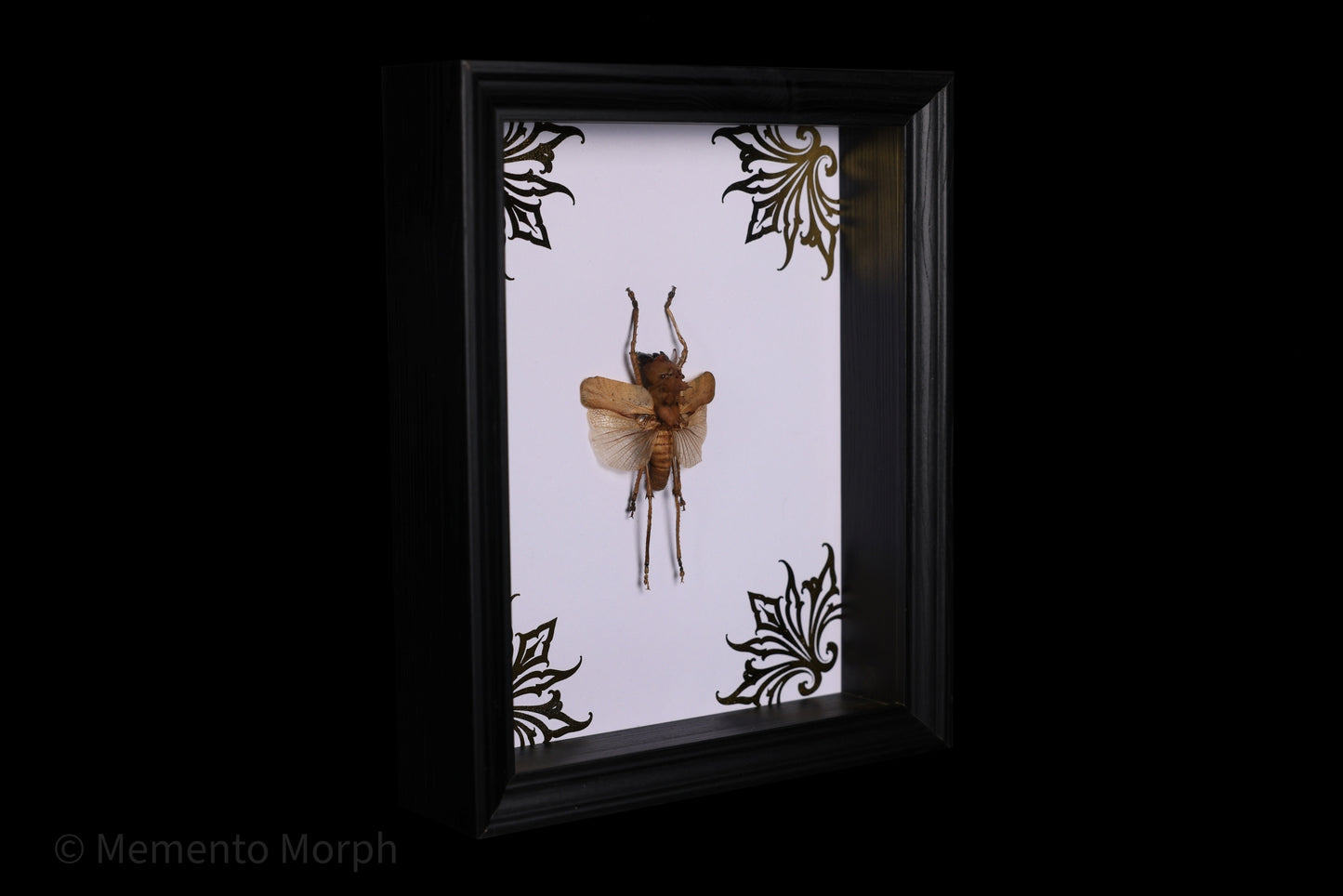 Framed Acridoxena Hewiana with Gold Ornamental Background