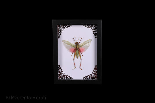 Framed Chondracris Rosea with Pink Ornamental Background