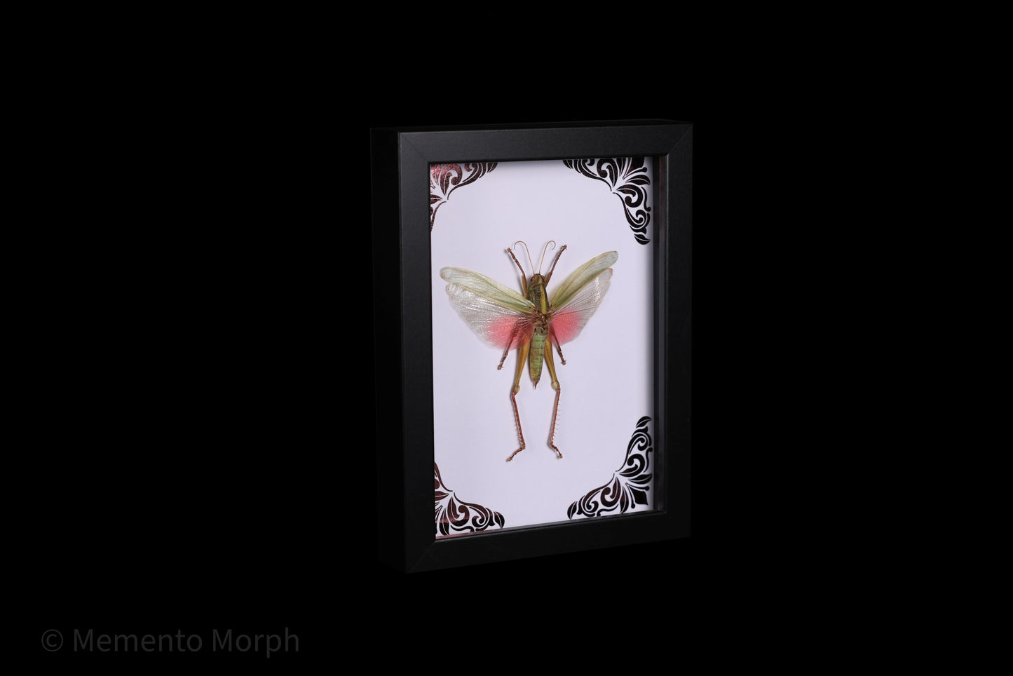 Framed Chondracris Rosea with Pink Ornamental Background