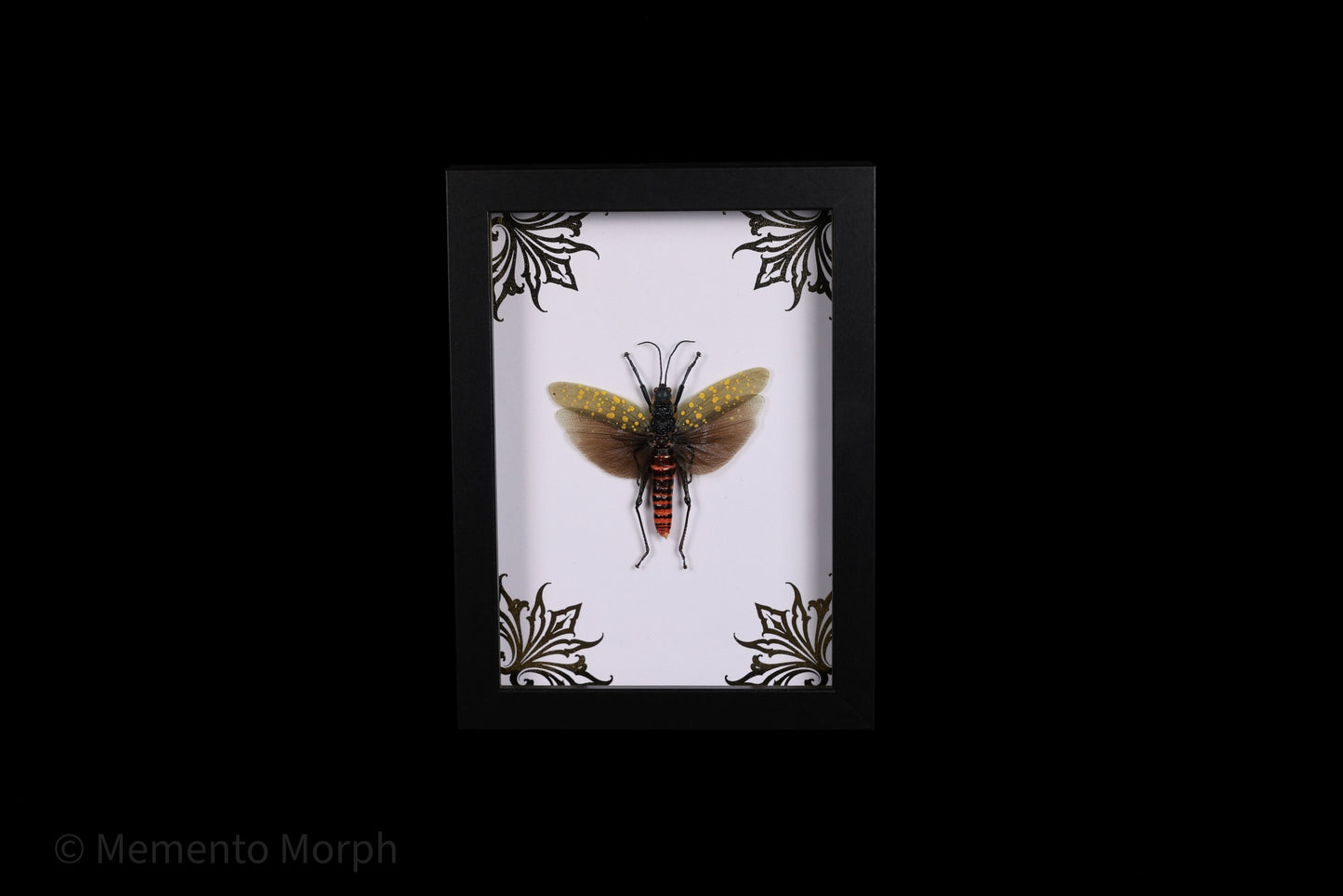 Framed Aularches Punctatus with Gold Ornamental Background