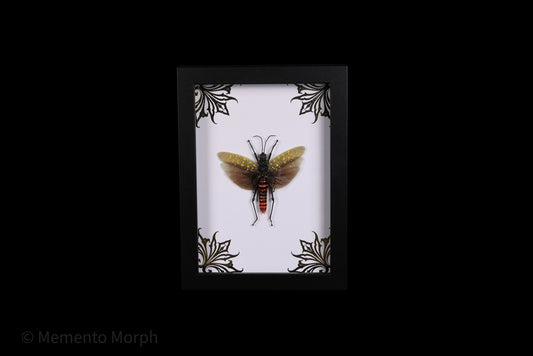 Framed Aularches Punctatus with Gold Ornamental Background