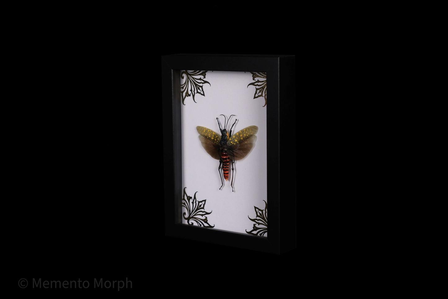 Framed Aularches Punctatus with Gold Ornamental Background