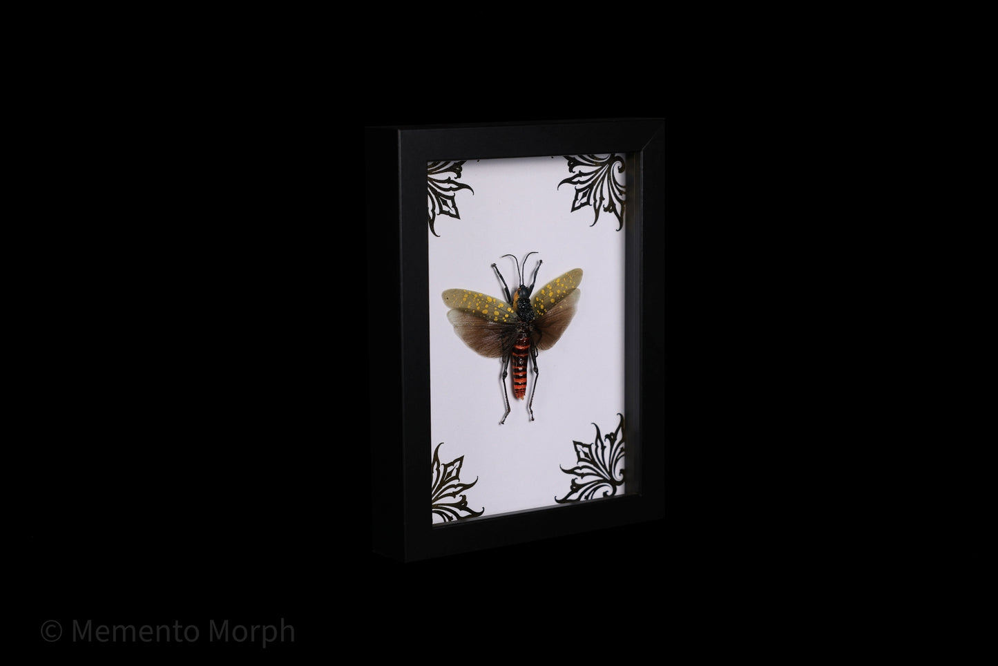 Framed Aularches Punctatus with Gold Ornamental Background