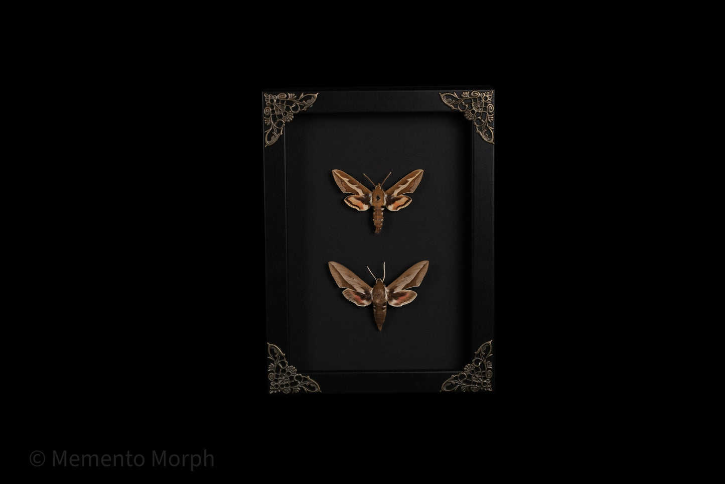 Framed Hyles Chamyla with Black Background