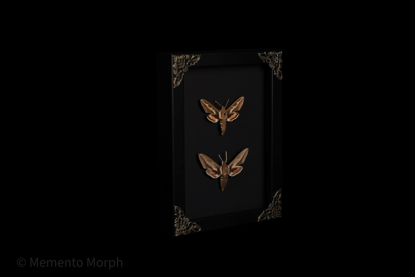 Framed Hyles Chamyla with Black Background