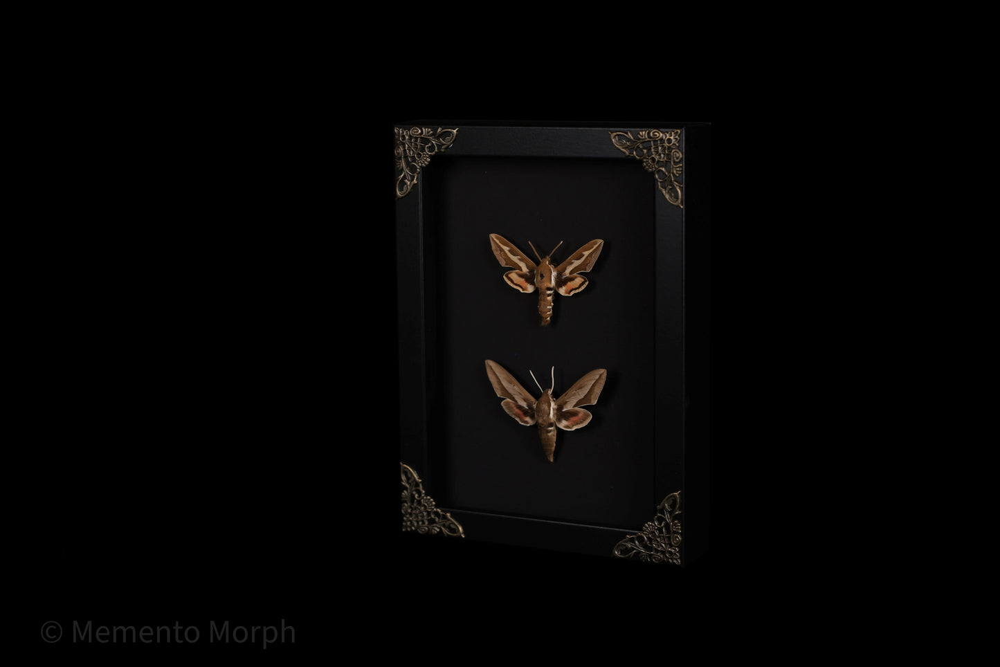 Framed Hyles Chamyla with Black Background