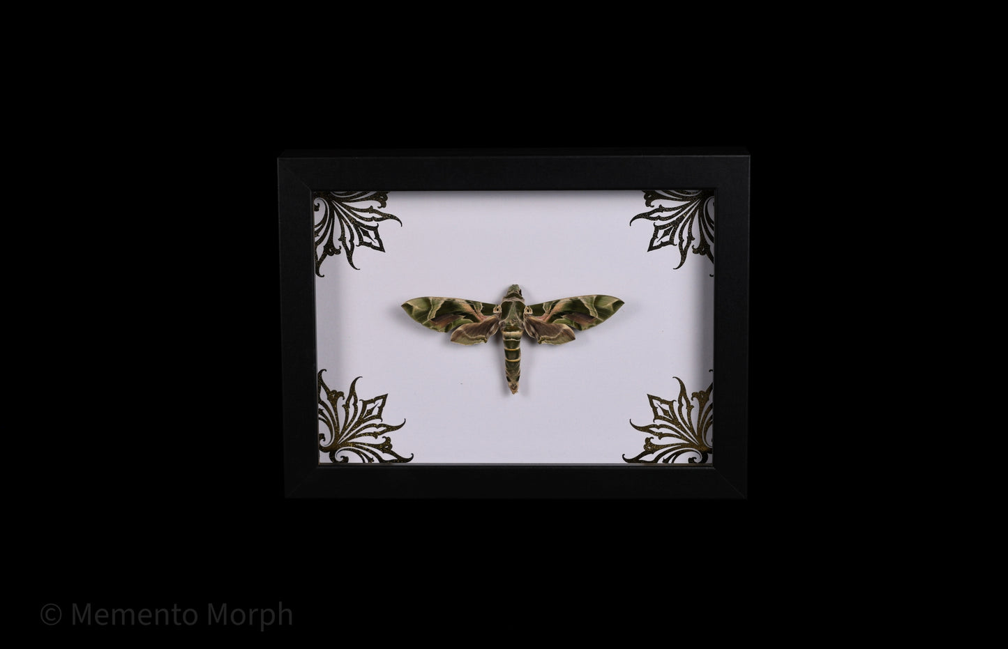 Framed Daphnis nerii with Gold Ornament Background